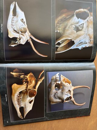 Cranial Visions: Explorando el Cráneo