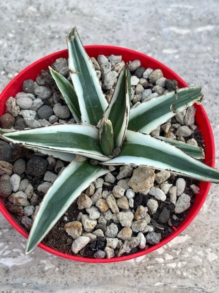 Agave Victoriae Reginae White Rhino
