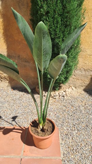 Planta Ave del Paraíso en maceta. Strelitzia.