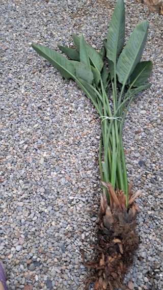 Planta Ave del Paraíso en maceta. Strelitzia.