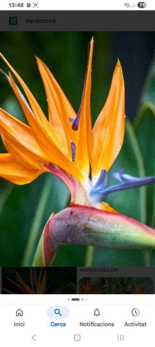 Planta Ave del Paraíso en maceta. Strelitzia.