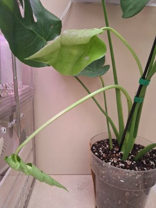 Monstera Deliciosa - Costilla de Adán