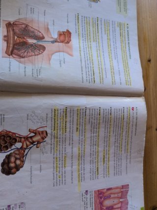 Biología y geología, 3 ESO: V. [1]. Las personas