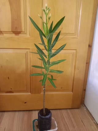 Planta Adelfa Blanca