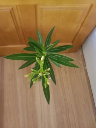 Planta Adelfa Blanca