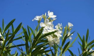 Planta Adelfa Blanca
