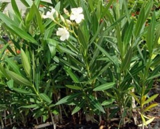 Planta Adelfa Blanca