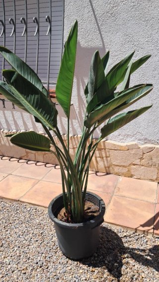 Ave del Paraíso en maceta. Strelitzia Reginae.