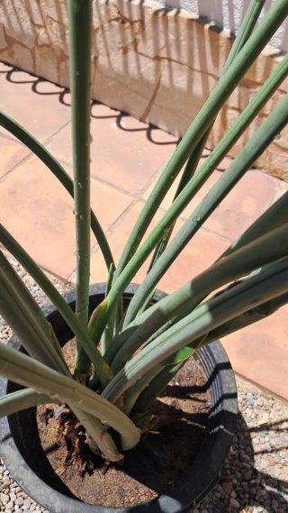 Ave del Paraíso en maceta. Strelitzia Reginae.