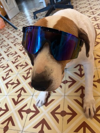 Gafas de sol Pit Viper Multicolor