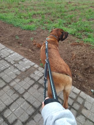 Paseadora de perros/mascotas