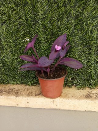 Planta morada amor de hombre