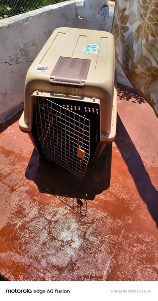 Transportín Grande Perro Un Solo Uso