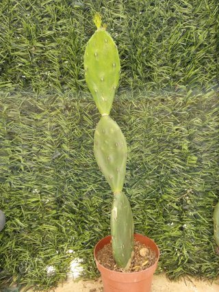 Planta Cactus Opuntia 45cm