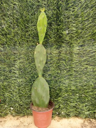 Planta Cactus 45cm
