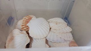 Conchiglie marine varie