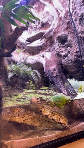Acuario decorado y accesorios