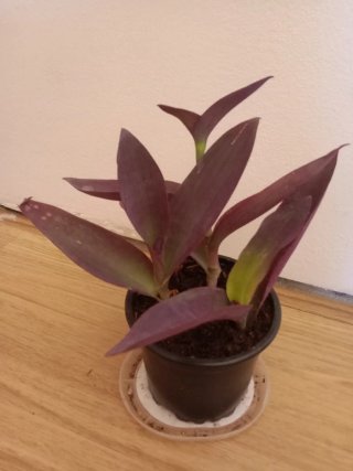 Planta Tradescantia purpura