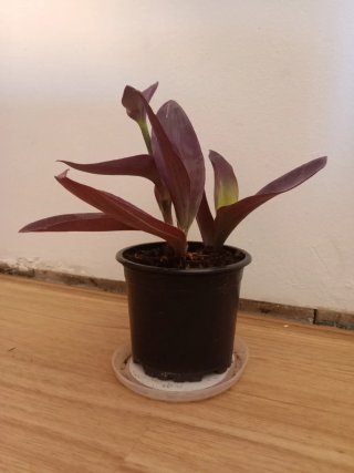 Planta Tradescantia purpura