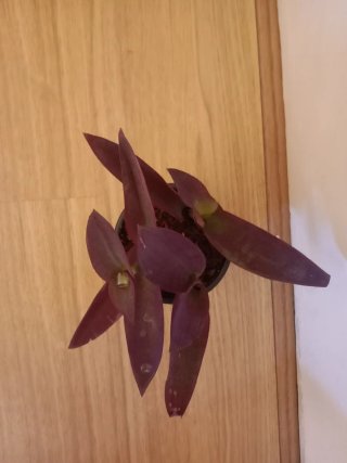 Planta Tradescantia purpura