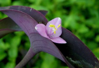 Planta Tradescantia purpura