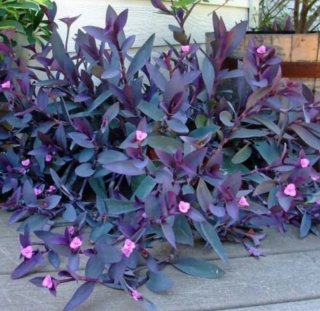 Planta Tradescantia purpura