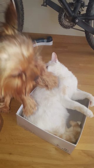 ❤️ Cuido a tu peludo como si fuera mío