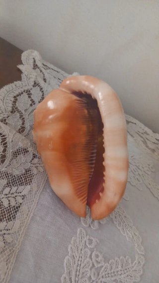 Conchiglia Cammeo Incisa a Mano