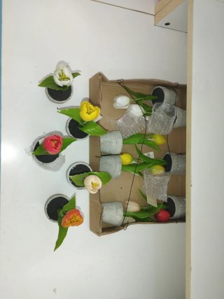 12 Piantine Tulipani in Vasetto