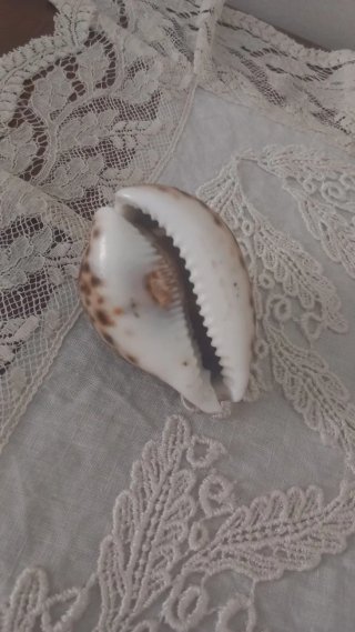 Conchiglia con cammeo inciso a mano