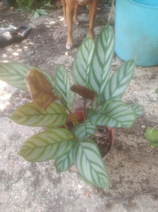 Planta de interior