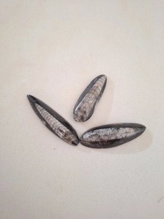 Fósiles  3 Orthoceras