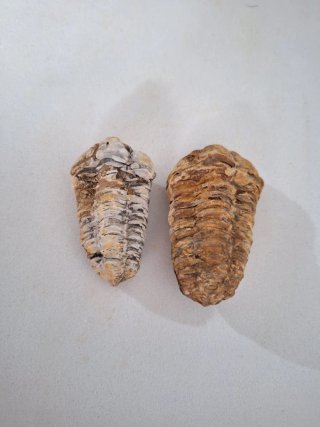 Fósiles Trilobites Calymene