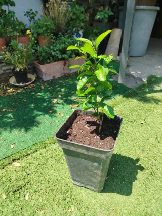 Planta de naranjo en maceta