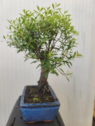 Bonsai mirto da interno. Produce fiori e frutti