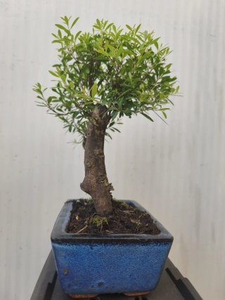Bonsai mirto da interno. Produce fiori e frutti