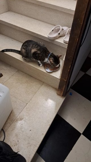 Cuidadora de mascotas