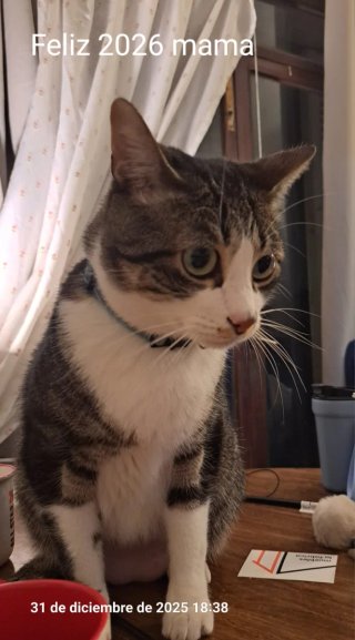 Cuidadora de mascotas