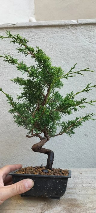 Bonsai Juniperus Itoigawa (Pre-Bonsai)