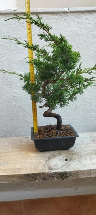Bonsai Juniperus Itoigawa (Pre-Bonsai)