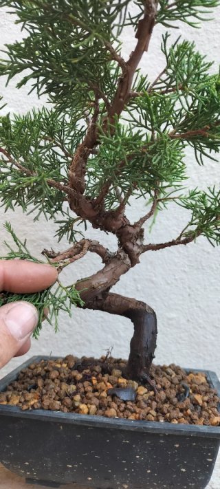 Bonsai Juniperus Itoigawa (Pre-Bonsai)
