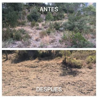 Necesitas un jardinero para poda i limpieza