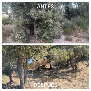Necesitas un jardinero para poda i limpieza