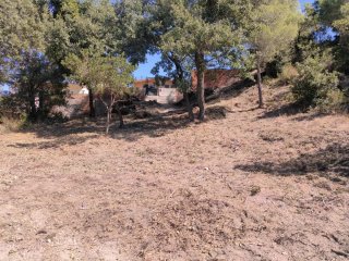 Necesitas un jardinero para poda i limpieza