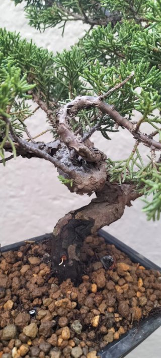 Bonsai Juniperus Itoigawa (Pre-Bonsai)