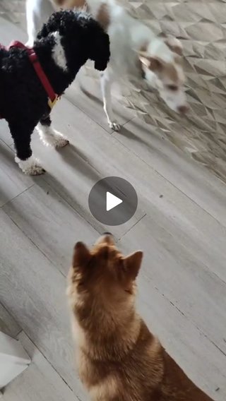 Guardería canina