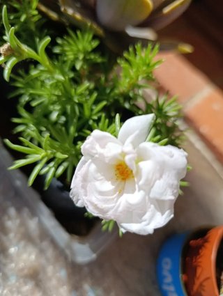 Portulaca grandiflora - Amor de un rato