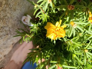 Portulaca grandiflora - Amor de un rato