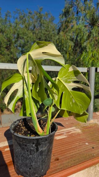 Monstera Albo Variegata
