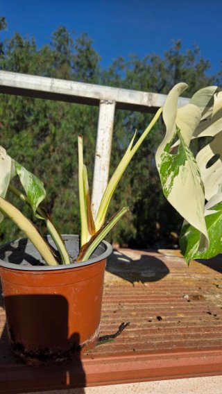 Monstera Albo Variegata Planta